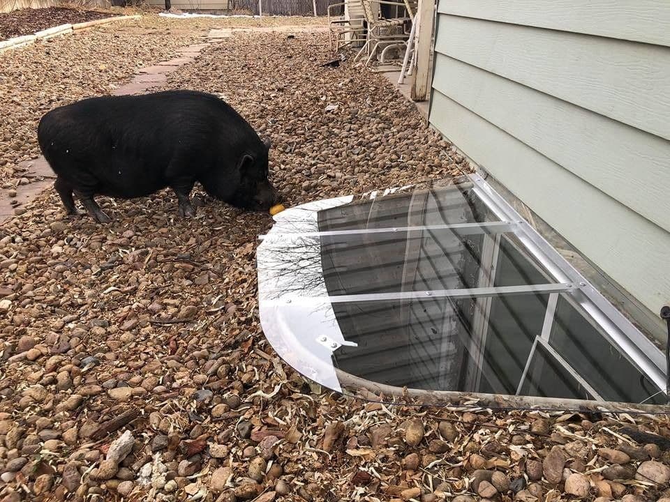 Critters Love Coverwell Custom Window Well Covers! image