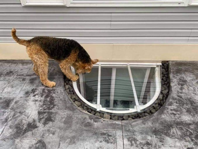 Protecting Pets with Secure Window Well Covers image